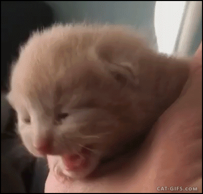 Гифка Новорожденный котёнок хочет кушать