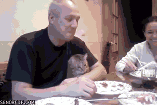 Гифка Кот обедает за столом