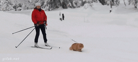 Гифка Кот тянет лыжницу
