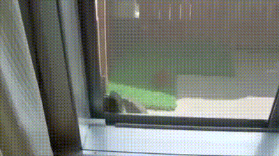 Гифка Черепаха забирается в окно