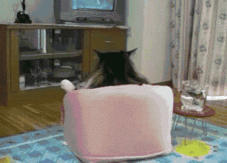 Гифка Кот смотрит телевизор
