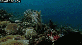 Гифка Каракатица гипнотизирует добычу
