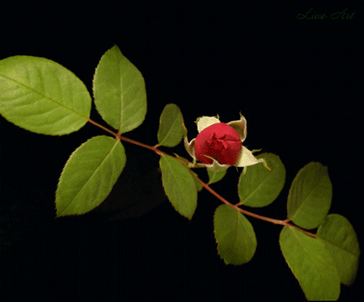 Гифка Цветение розы