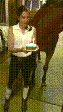 Гифка Торт ко дню рождения лошади
