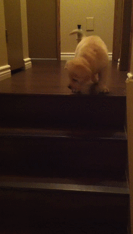 Гифка Собака показывает щенку как спускаться с лестницы