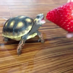 Гифка Черепаха ест клубнику