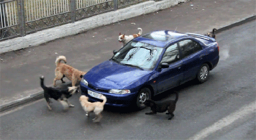 Гифка Собаки атаковали машину