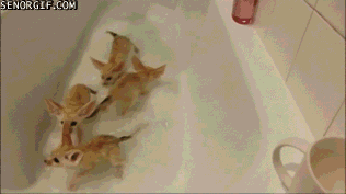 Гифка Лисички в ванной
