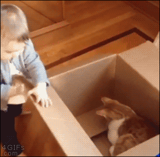 Гифка Ребёнок, коробка и кот