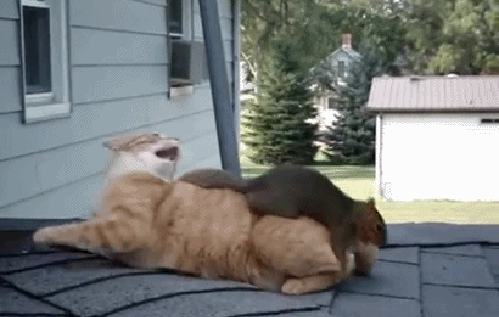Гифка Белка против кошки