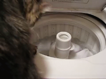Гифка Кот крадёт носки из стиральной машины