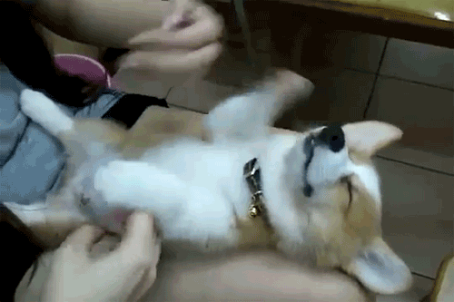 Гифка Лапы спящего щенка