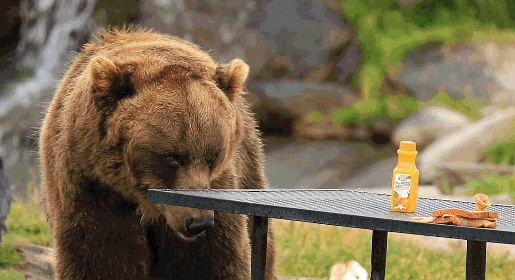 Гифка Медведь пробует соус