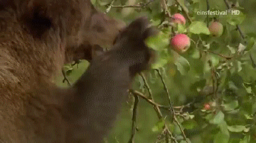 Гифка Медведь лакомится яблоками