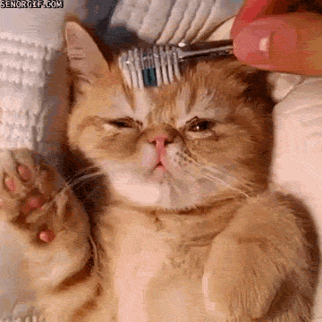 Гифка Чистка кота зубной щёткой