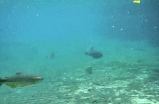 Гифка Подводная охота