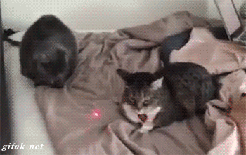 Гифка Коты передрались из-за лазерной указки