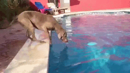 Гифка Собака достаёт тарелку из бассейна