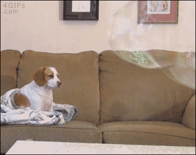 Гифка Собака и мыльный пузырь
