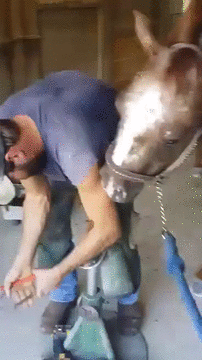 Гифка Лошадь благодарит человека за заботу о копытах
