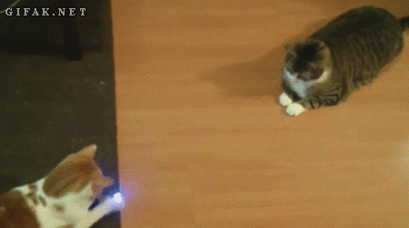 Гифка Коты играют в лазерный понг