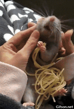 Гифка Крыса ест спагетти
