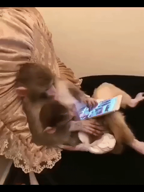 Гифка Мама-обезьянка со смартфоном