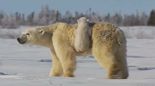 Гифка Белая медведица с медвежонком