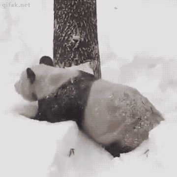 Гифка Панда в снегу