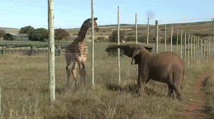 Гифка Слонёнок и жираф