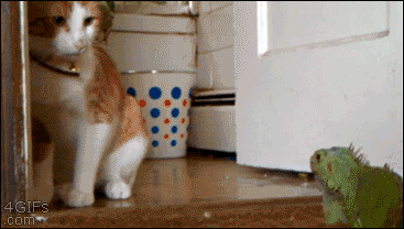 Гифка Игуана терроризирует домашнюю кошку