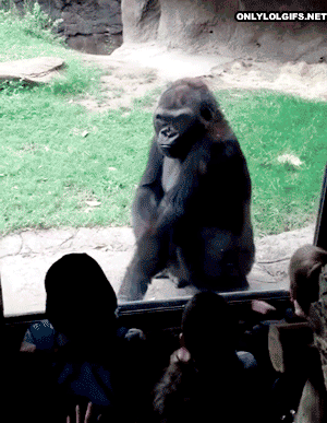 Гифка Горилла троллит посетителей зоопарка