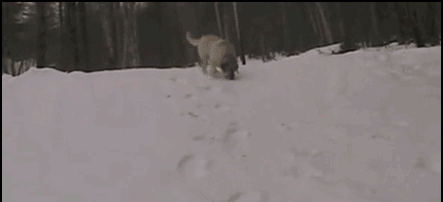 Гифка Собаки скатываются со снежной горки