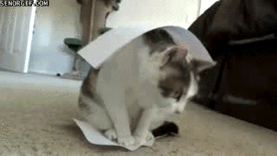 Гифка Кот и лист бумаги