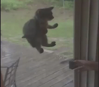 Гифка Котёнок на дверной сетке