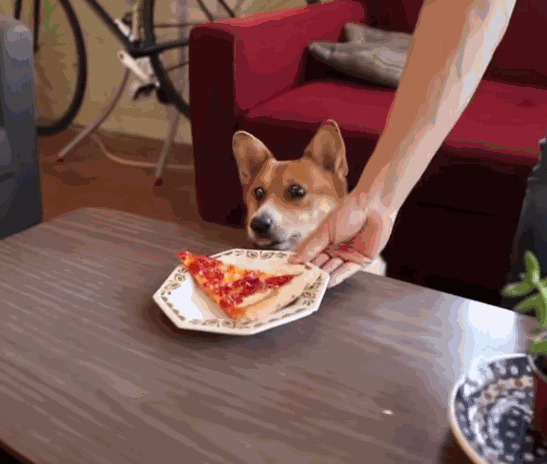 Гифка Собака и пицца
