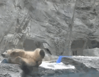 Гифка Белая медведица приходит на помощь медвежонку