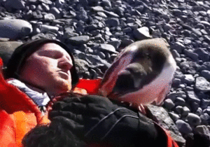 Гифка Пингвин первый раз увидел человека
