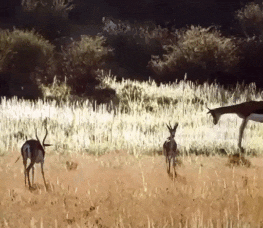 Гифка Прыжок антилопы