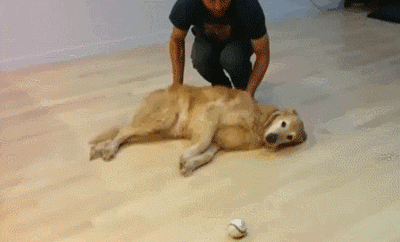 Гифка Ленивый пёс играет с мячиком