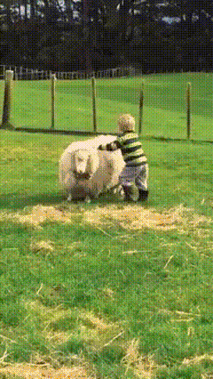 Гифка Дети катаются на овцах