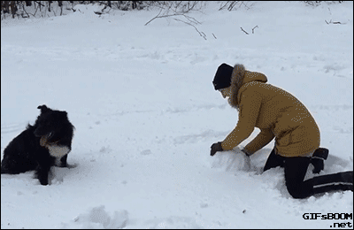 Гифка Собака не до конца понимает концепцию снежных комов