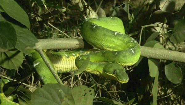 Гифка Зелёная змея