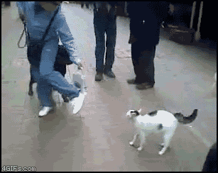 Гифка Боевой уличный кот