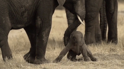 Гифка Новорожденный слонёнок учится ходить
