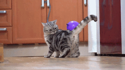 Гифка Коты и статические шарики