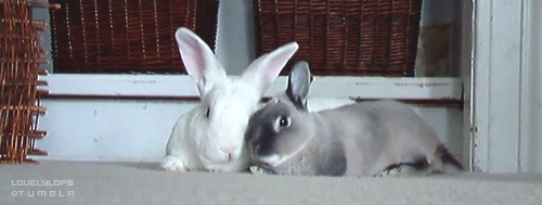 Гифка Два кролика