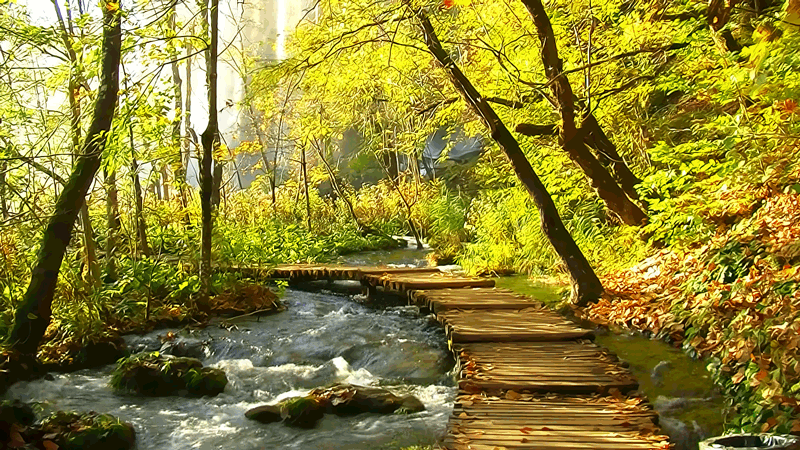 Гифка Осенний лес