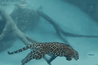 Гифка Ягуар под водой