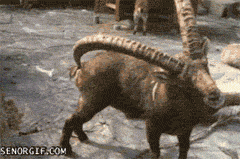 Гифка Баран использует рога по назначению
